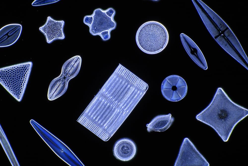 珪藻美術館 = Diatoms Art Museum 珪藻美術館 Diatoms Art Museum | 奥修 |本 | 通販 | Amazon